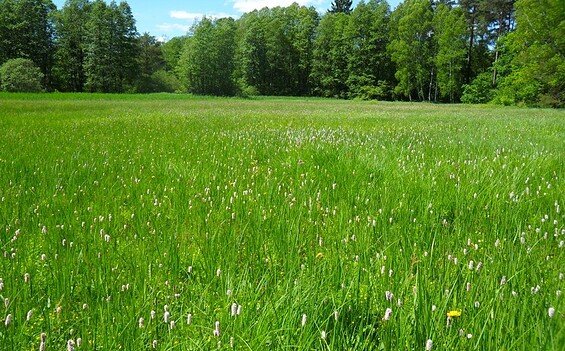 Foto: Dirk Krone, Lizenz: NaturSchutzFonds Brandenburg