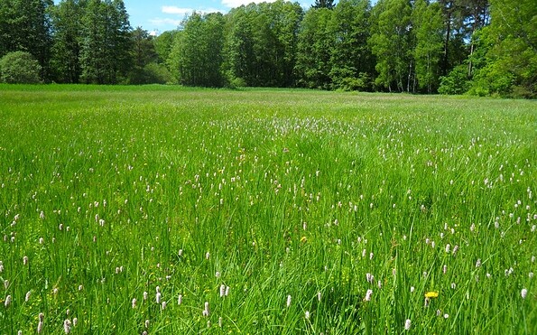 Foto: Dirk Krone, Lizenz: NaturSchutzFonds Brandenburg