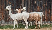 Foto: kasjanf, Lizenz: pixabay