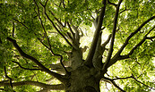Foto: Michael Zauft, Lizenz: Stiftung Naturschutzfonds Brandenburg