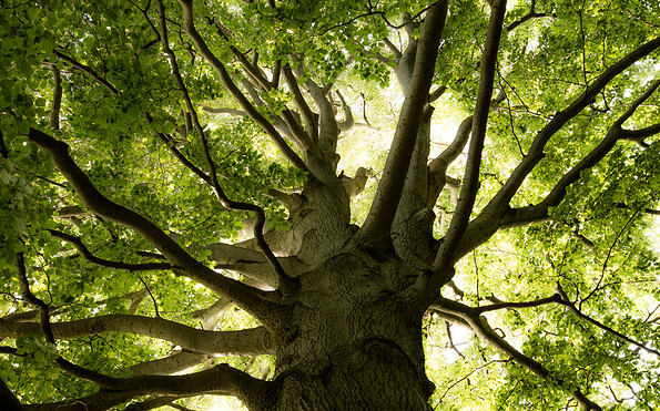 Foto: Michael Zauft, Lizenz: Stiftung Naturschutzfonds Brandenburg