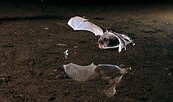 Wasserfledermaus auf der Jagd, Foto: Dietmar Nill, Lizenz: NABU