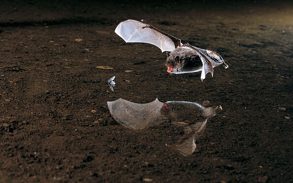 Wasserfledermaus auf der Jagd, Foto: Dietmar Nill, Lizenz: NABU