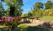 Weinberg im Kloster Neuzelle, Foto: C. Schwarz , Lizenz: Neuzeller Kloster-Winzer