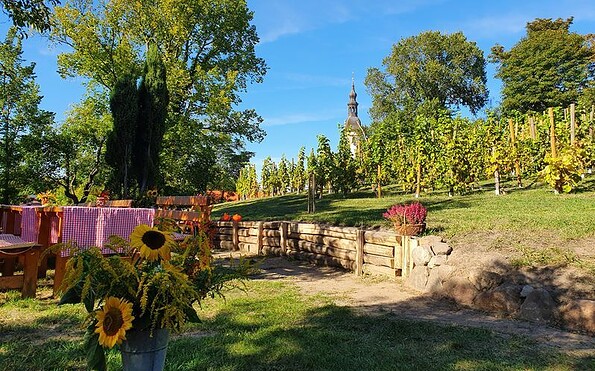 Weinberg im Kloster Neuzelle, Foto: C. Schwarz , Lizenz: Neuzeller Kloster-Winzer
