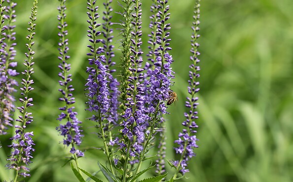 Foto: pixabay, Lizenz: pixabay