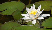 Foto: Stiftung NaturSchutzFonds, Lizenz: Stiftung NaturSchutzFonds