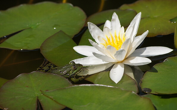 Foto: Stiftung NaturSchutzFonds, Lizenz: Stiftung NaturSchutzFonds