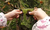 Foto: Denise Rose, Lizenz: Denise Rose