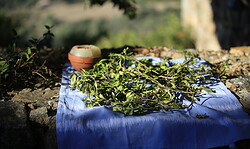 Glückstag mit Waldmedizin – ein besonderer Tag