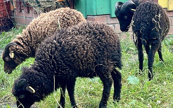 Scharmuntzelland - Tiere, Foto: Ferienpark Wendisch Rietz, Lizenz: Ferienpark Wendisch Rietz