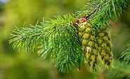 Foto: pixabay, Lizenz: pixabay
