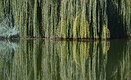 Foto: pixabay, Lizenz: pixabay