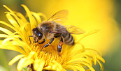 Foto: freepik, Lizenz: freepik