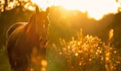 Foto: GepaardmetKelly, Lizenz: pixabay