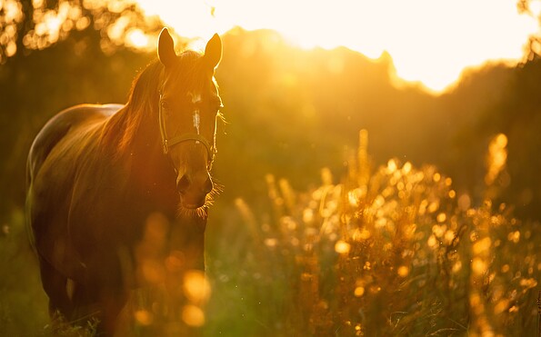 Foto: GepaardmetKelly, Lizenz: pixabay