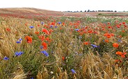 Foto: N. Erdmann, Lizenz: Stiftung Naturschutzfonds Brandenburg