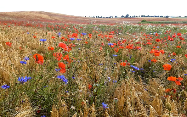 Foto: N. Erdmann, Lizenz: Stiftung Naturschutzfonds Brandenburg