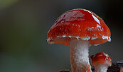 Foto: ZDF/ Arte