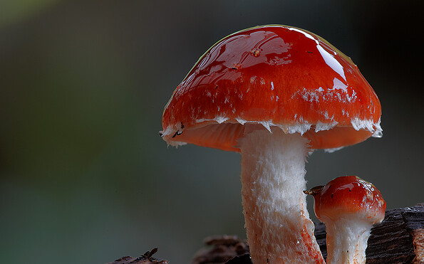 Foto: ZDF/ Arte