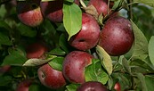 Äpfel, Foto: Petra Förster, Lizenz: Tourismusverband Dahme-Seenland e.V.