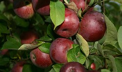 Crowdfarming-Wochenmarkt in Wildau