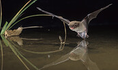 Foto: Dietmar Nill, Lizenz: NaturSchutzFonds Brandenburg
