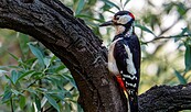Foto: Juergen57BS, Lizenz: pixabay