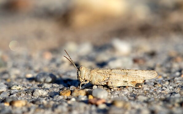 Foto: Ralf Donat