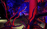 Purpur - Konzerte und Open-Air-Kino im beleuchteten Forstbotanischen Garten Eberswalde, Foto: Matthias Schäfer
