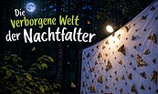 Die verborgende Welt der Nachtfalter