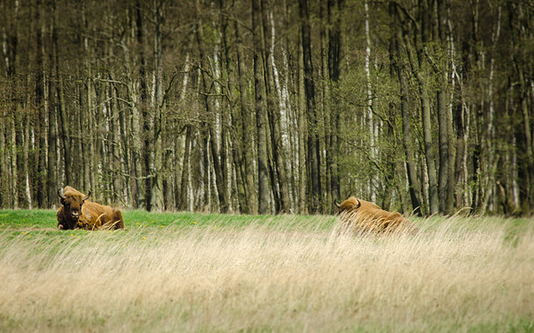 Foto: Michael Mattke, Lizenz: Gemeinde Schorfheide