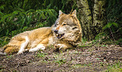 Foto: Michael Mattke, Lizenz: Gemeinde Schorfheide