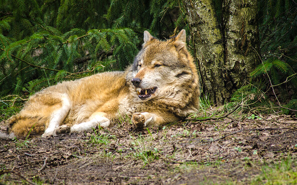 Foto: Michael Mattke, Lizenz: Gemeinde Schorfheide