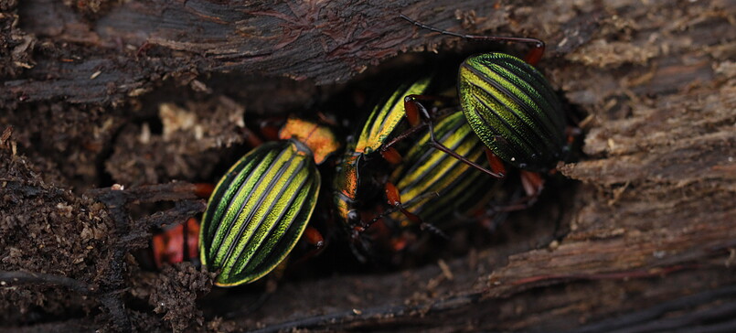 Ferienprogramm für Kleine und Große: Was machen Insekten eigentlich im Winter?