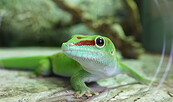 Foto: Biosphäre Potsdam, Anja Sadowski, Lizenz: Biosphäre Potsdam, Anja Sadowski