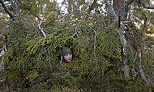 Person mit grüner Mütze versteckt sich zwischen dichtem Nadelbaumgeäst im Wald, nur das Gesicht ist sichtbar., Foto: Vincent Munier, Lizenz: Pandora Filmverleih