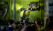 Kindergruppe hält Taschenlampen in der Hand und beleuchten damit ein Wildkatzen-Präparat in der Ausstellungsvitrine, Foto: D. Marschalsky, Lizenz: Naturkundemuseum Potsdam