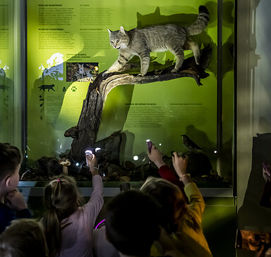 Kindergruppe hält Taschenlampen in der Hand und beleuchten damit ein Wildkatzen-Präparat in der Ausstellungsvitrine, Foto: D. Marschalsky, Lizenz: Naturkundemuseum Potsdam