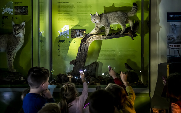 Kindergruppe hält Taschenlampen in der Hand und beleuchten damit ein Wildkatzen-Präparat in der Ausstellungsvitrine, Foto: D. Marschalsky, Lizenz: Naturkundemuseum Potsdam