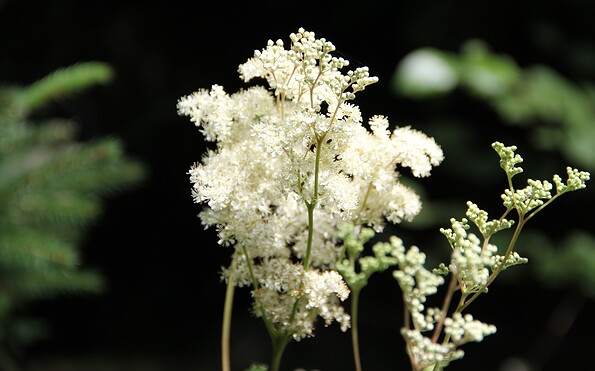 Foto: pixabay, Lizenz: pixabay