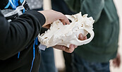 Kind mit Schädel eines Wolfes, Foto: David Marschalsky, Lizenz: NKMP