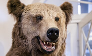 Braunbär-Präparat in der Nahaufnahme mit geöffnetem Mund und gut sichtbaren Zähnen., Foto: D. Marschalsky, Lizenz: Naturkundemuseum Potsdam