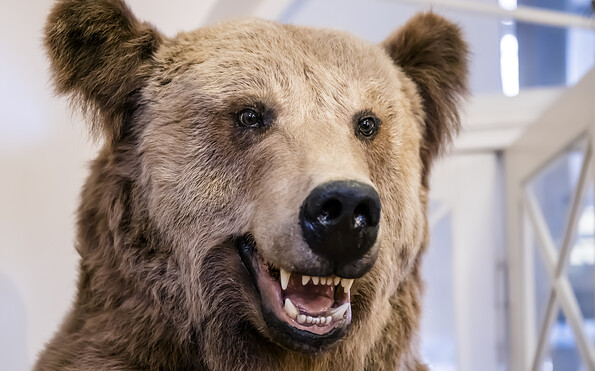 Braunbär-Präparat in der Nahaufnahme mit geöffnetem Mund und gut sichtbaren Zähnen., Foto: D. Marschalsky, Lizenz: Naturkundemuseum Potsdam