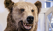 Braunbär-Präparat in der Nahaufnahme mit geöffnetem Mund und gut sichtbaren Zähnen., Foto: D. Marschalsky, Lizenz: Naturkundemuseum Potsdam