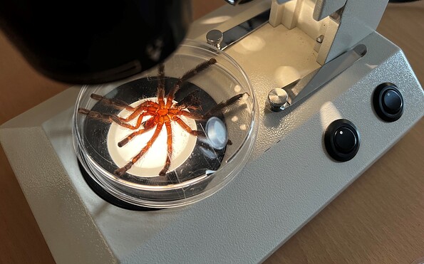 Vogelspinnenhaut liegt unter dem Mikroskop und wird von unten beleuchtet, Foto: A. Vierling-La Ruffa, Lizenz: Naturkundemuseum Potsdam