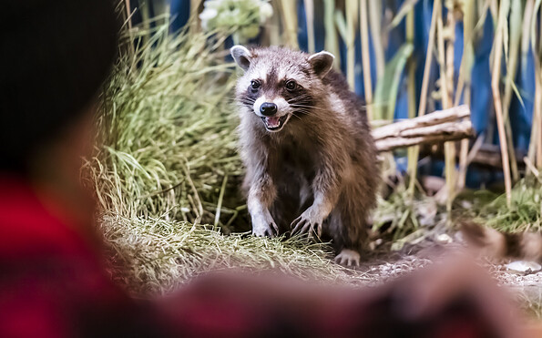 Waschbären wurden ursprünglich für die Pelzindustrie nach Europa gebracht - heute besiedeln sie auch Großstädte, Foto: D. Marschalsky, Lizenz: Naturkundemuseum Potsdam