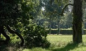 Klimawandel im Park Sanssouci, Foto: Daniel Lindner, Lizenz: SPSG