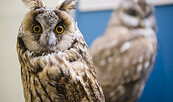 Foto: David Marschalsky, Lizenz: Naturkundemuseum Potsdam