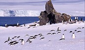 Dia-Positiv von einer Pinguinen-Gruppe in der Antarktis, Foto: J. González, Lizenz: J. González